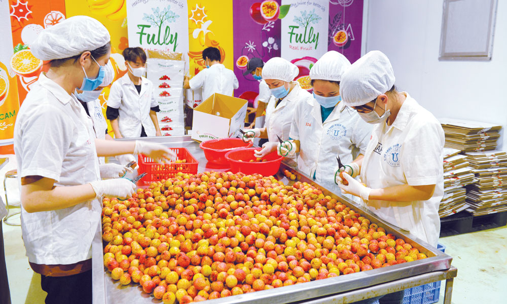 Deep processing of lychees eases sales pressure, boosts value