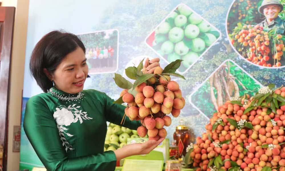 Soaring lychee prices drive Bac Ninh’s early-season revenue past 2.6 trillion VND