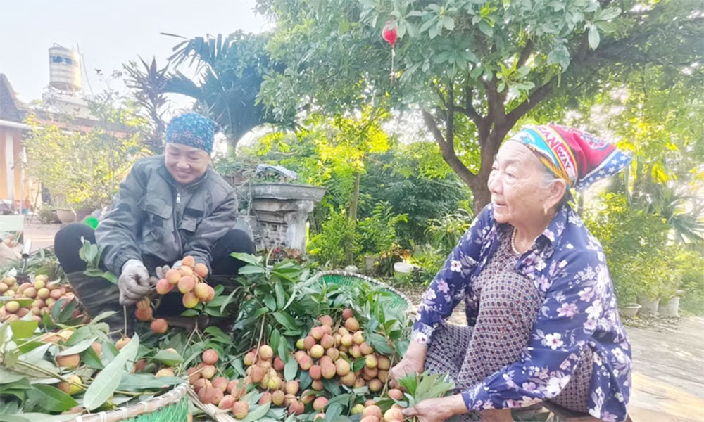 Lychee prices soar as output drops by more than 50%