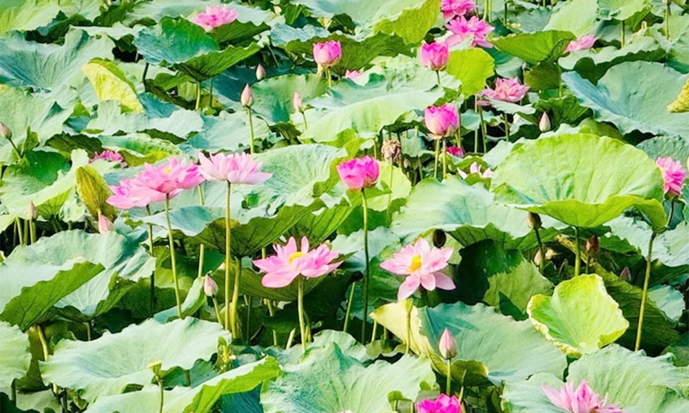Hanoi festival to celebrate culture, creativity inspired by lotus