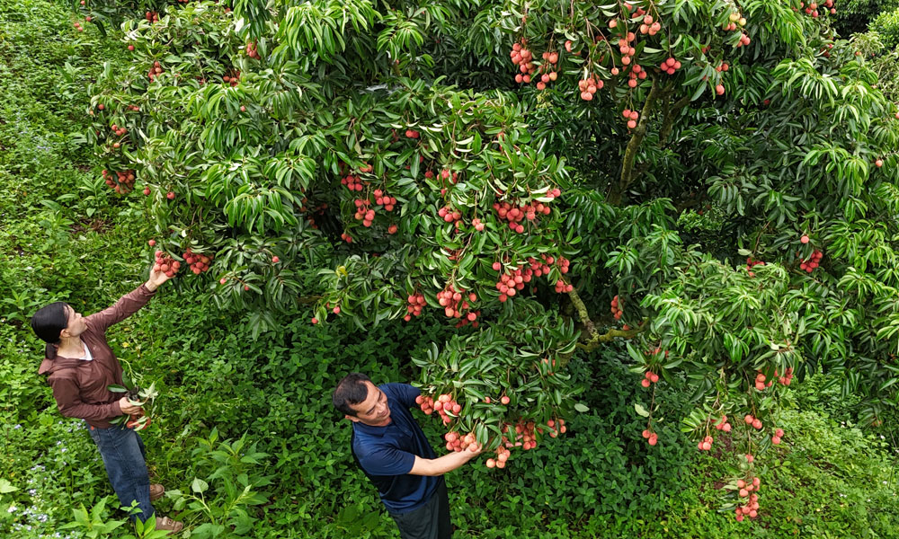 Tan Son bustles as late-season lychee harvest begins