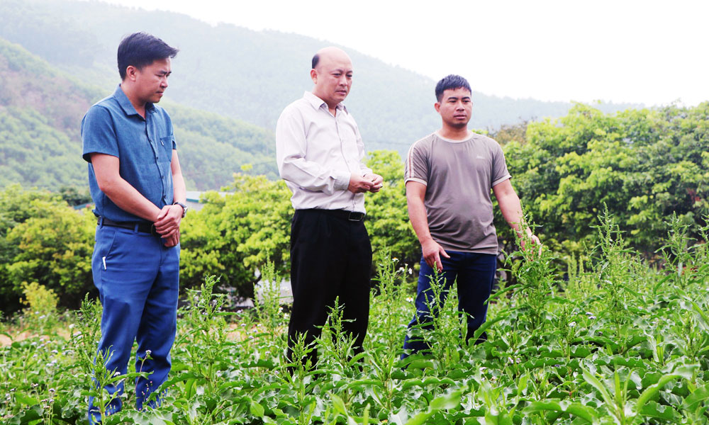 Green medicinal herbs bring new value to forest land