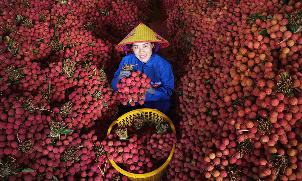 US imports of Vietnamese lychees surge 125%