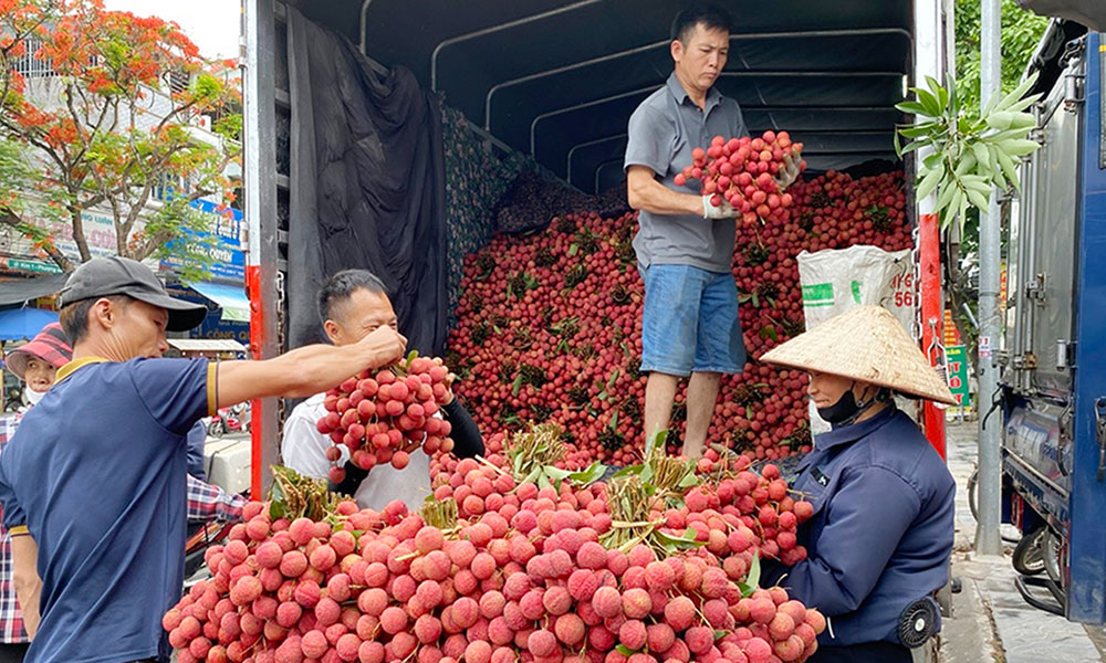 Bac Ninh's lychee revenue reaches around 7.2 trillion VND