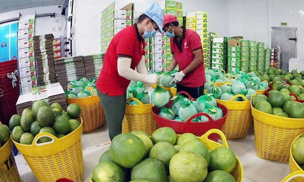 Green lane sought for Vietnam's fruit, vegetable exports to China