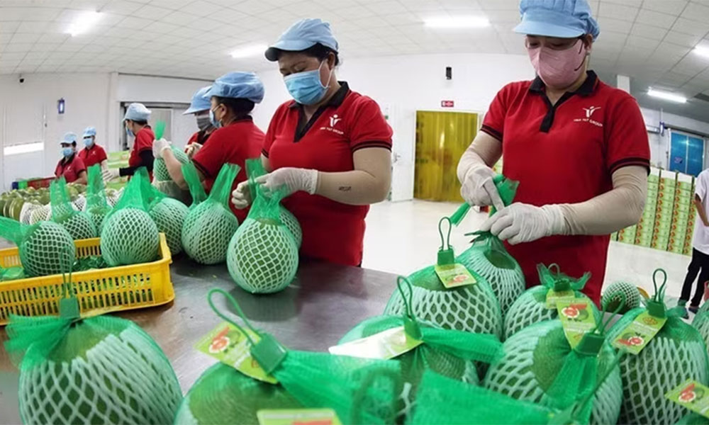 Vietnam's fruit, vegetable exports up nearly 18% in H1