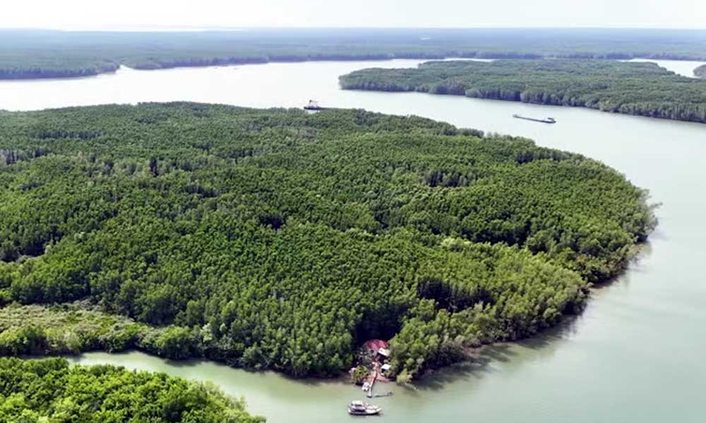 Vietnam earns 56.5 million USD from forest carbon credit sales to World Bank