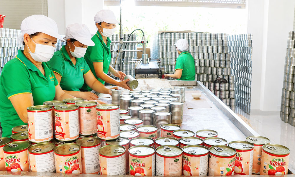 Quality over quantity: Bac Ninh's 2026 lychee season reaps record returns