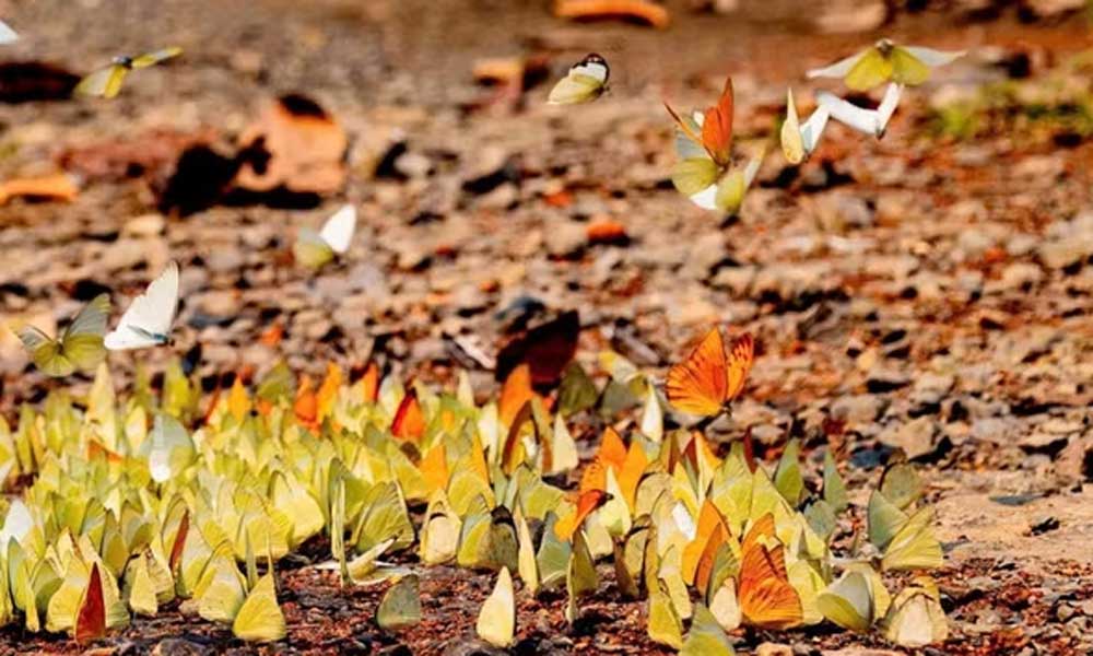 Cuc Phuong turns wildlife recovery into new tourism model