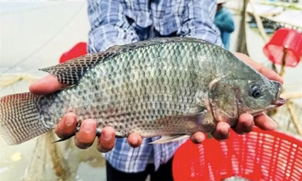 Brazil spends nearly 35 million USD on Vietnamese tilapia, imports surge 289-fold
