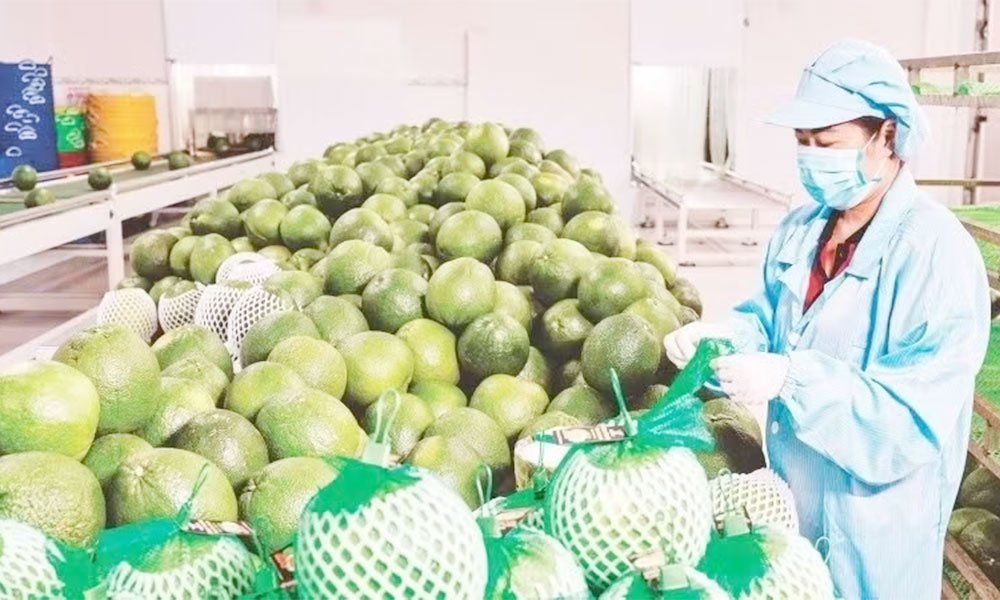 Viet Nam sustains robust agricultural exports to China