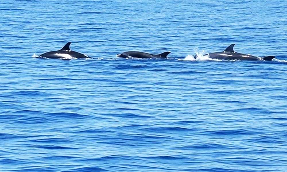 More than 10 dolphins spotted off Ly Son coast