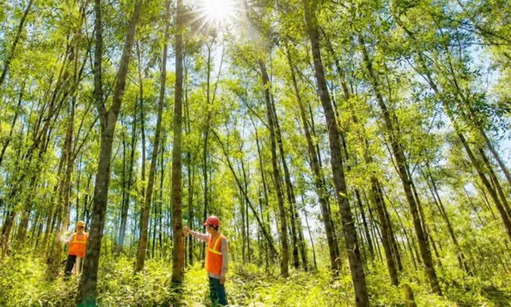 Vietnam’s wood industry seeks higher value