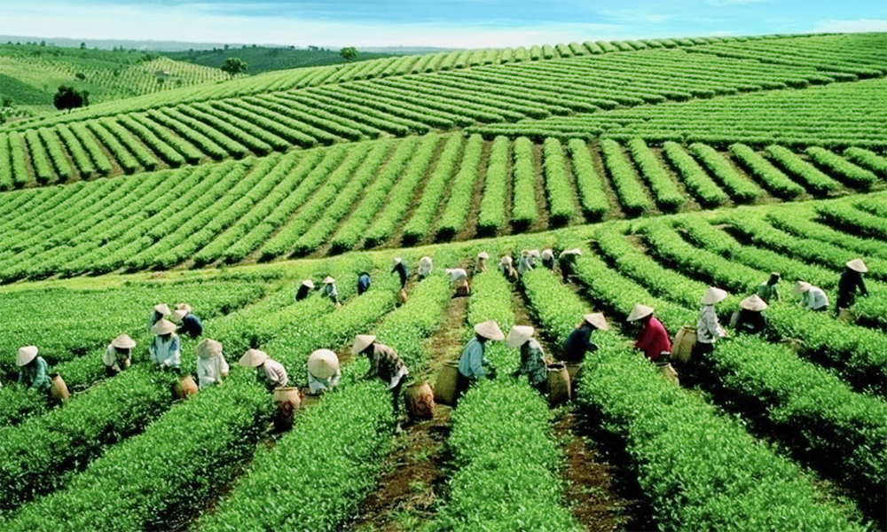 Tea exports to US jump 36% on higher volumes, prices