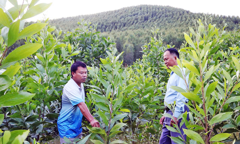 Bac Ninh plants 11,260 hectares of concentrated forests, exceeding annual target