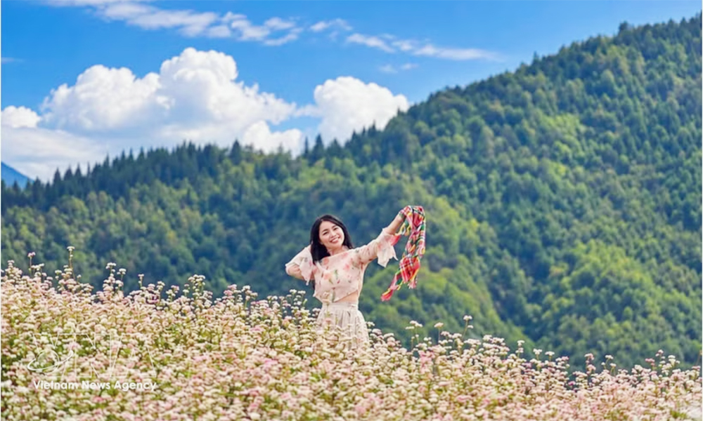 Lung Cu attracts visitors to Tuyen Quang as buckwheat flowers burst into bloom