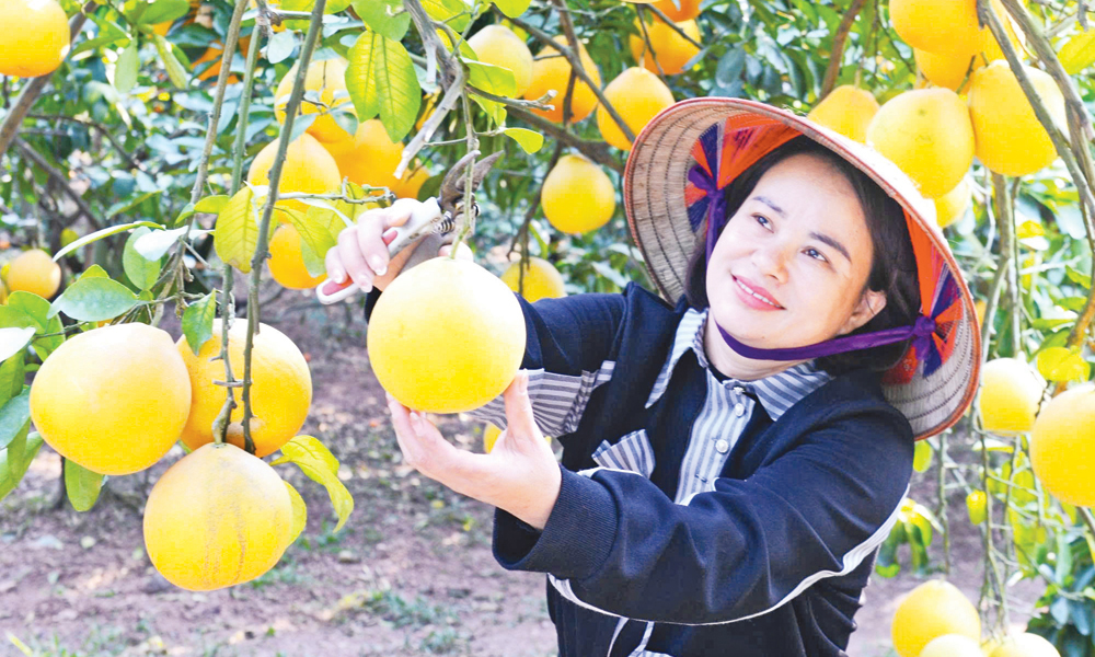 Bac Ninh harvests more than 540 tonnes of pomelos