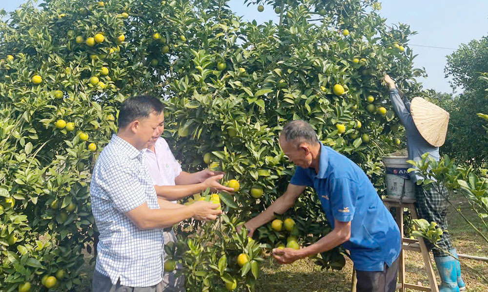Bac Ninh steps up efforts to expand markets for key fruit products