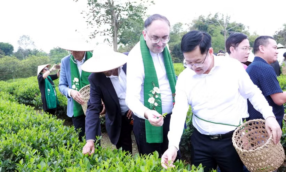 Foreign diplomats experience Thai Nguyen’s tea culture