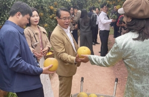 Lễ hội trái cây Bắc Ninh 2025: Tiêu thụ 223 tấn cam, bưởi
