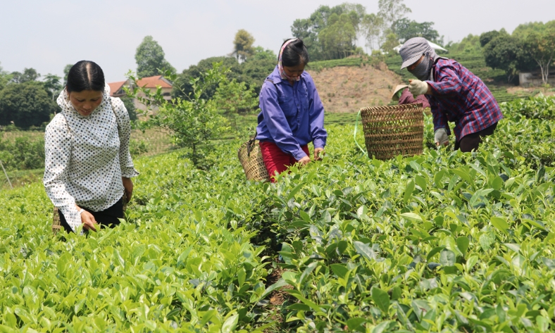  Bắc Ninh sẽ tham dự "Ngày Quốc tế Chè" năm 2026 tại Nam Ninh, Quảng Tây (Trung Quốc)