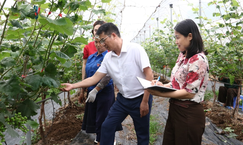 Nho cao cấp từ phòng thí nghiệm ra đồng ruộng Bắc Ninh