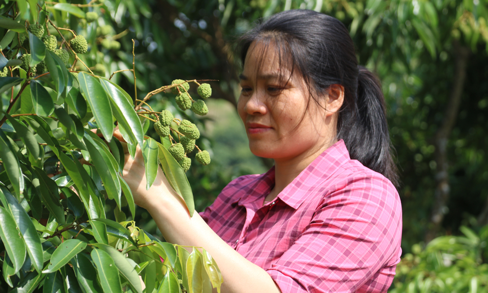 Khám phá những "vườn vải đẹp" đón mùa quả chín