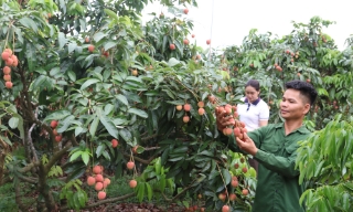 Vải thiều Bắc Ninh tiêu thụ hơn 30,1 nghìn tấn, giá bán tăng cao