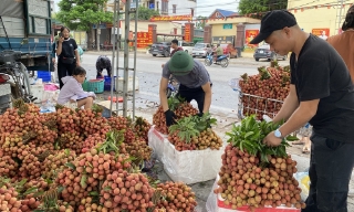 Giá vải thiều duy trì ở mức cao, Bắc Ninh thu gần 6.000 tỷ đồng từ đầu vụ