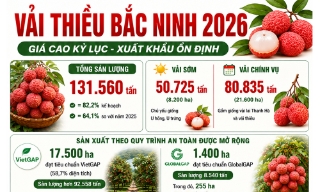 Vụ vải thiều Bắc Ninh năm 2026: Giá cao kỷ lục, xuất khẩu ổn định
