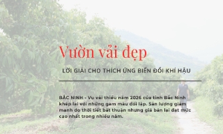 Vườn vải đẹp - Lời giải cho thích ứng biến đổi khí hậu