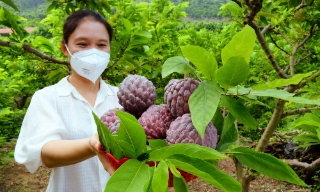 Bắc Ninh: Nông dân phấn khởi thu hoạch hàng nghìn tấn na, nhãn