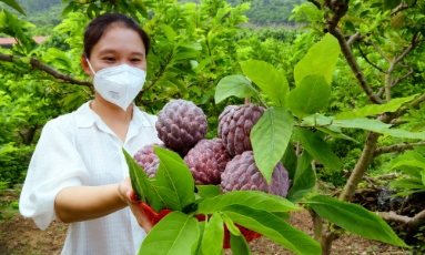  Bắc Ninh: Nông dân phấn khởi thu hoạch hàng nghìn tấn na, nhãn