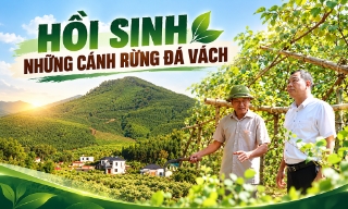  Hồi sinh những cánh rừng Đá Vách