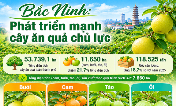 Bắc Ninh phát triển mạnh cây ăn quả chủ lực