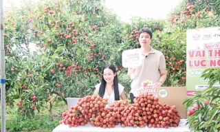 Nhìn lại vụ vải thiều năm 2025: Cần tập trung cho phát triển dài hạn