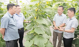Bắc Ninh: Trang trại nông nghiệp công nghệ cao khôi phục sản xuất