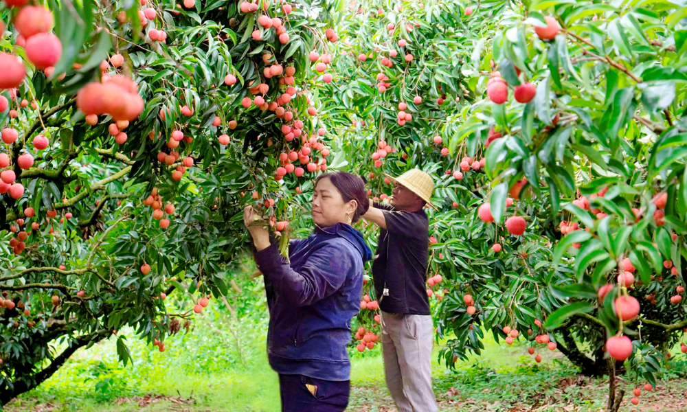  Để vải chín muộn Tân Sơn thêm “ngọt”  