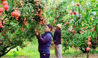 Để vải chín muộn Tân Sơn thêm “ngọt”  