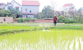 Bắc Ninh: Mở rộng vùng sản xuất lúa, hoa màu an toàn, chất lượng