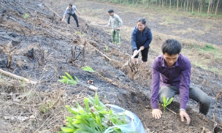 Bắc Ninh: Trồng rừng vượt kế hoạch cả năm