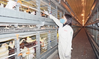 Nông sản an toàn: Từ làng vào siêu thị, ra thế giới