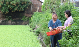 Tăng thu nhập nhờ Quỹ hỗ trợ nông dân