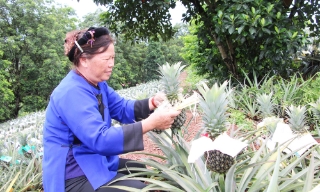 Dứa trái vụ cho hiệu quả cao