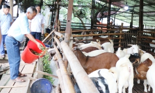 Thu tiền tỷ từ nuôi dê