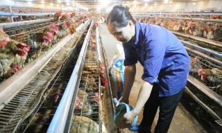 Tăng đàn gia cầm, đáp ứng nhu cầu thị trường dịp cuối năm