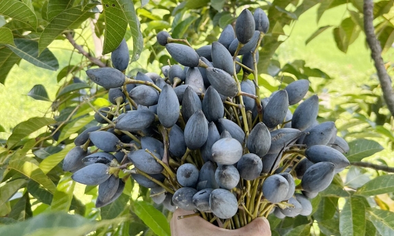 Trám đen - "Lộc trời" ở Hoàng Vân 