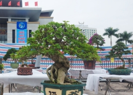 Bắc Ninh: Trưng bày sinh vật cảnh và thả chim bồ câu hòa bình chào mừng Đại hội đại biểu Đảng bộ tỉnh