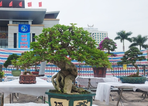 Bắc Ninh: Trưng bày sinh vật cảnh và thả chim bồ câu hòa bình chào mừng Đại hội đại biểu Đảng bộ tỉnh