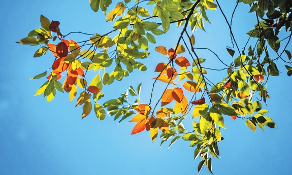 Nắng về miền nhớ